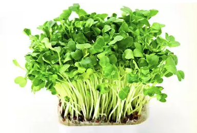 WATERCRESS MICRO CRESS