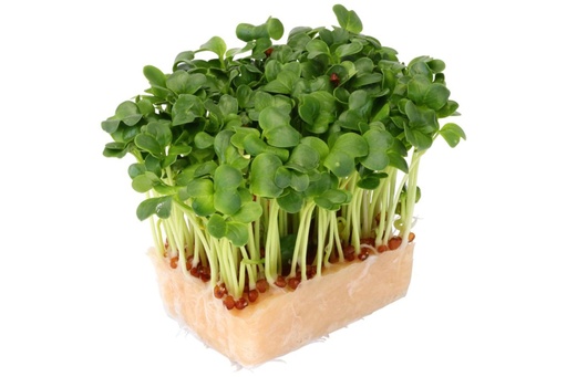 DAIKON MICRO CRESS