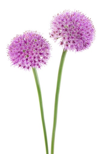 GARLIC FLOWER