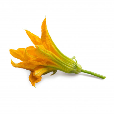 ZUCCHINI FLOWER