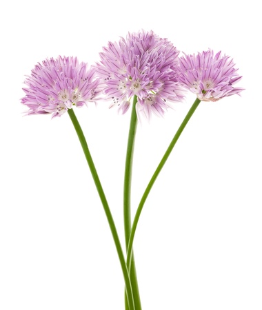 CHIVE FLOWER