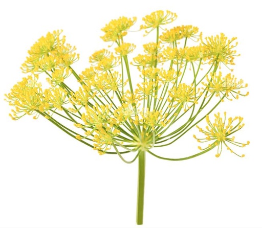 FENNEL FLOWER