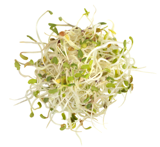 SPROUTS RADISH