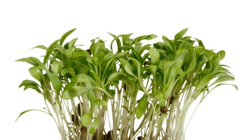 GHOA MICRO CRESS