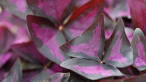 CRESS YKA LEAVES