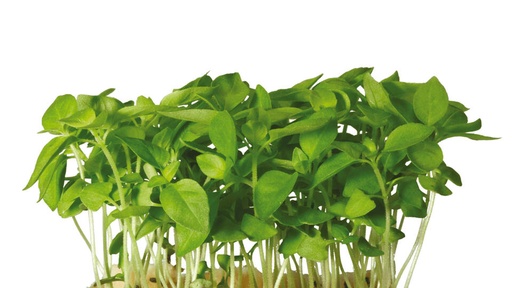 BASIL LEMON MICRO CRESS