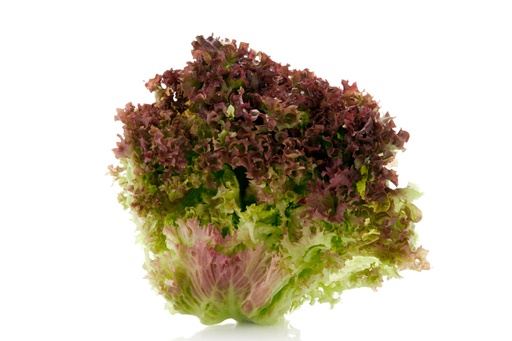 LETTUCE LOLLO ROSSO 