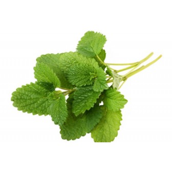 LEMON BALM