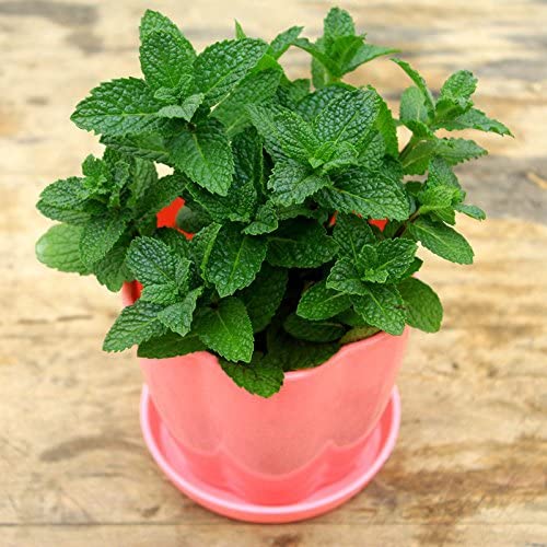 [MENPOT] MINT IN POT