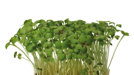 MUSTARD MICRO CRESS