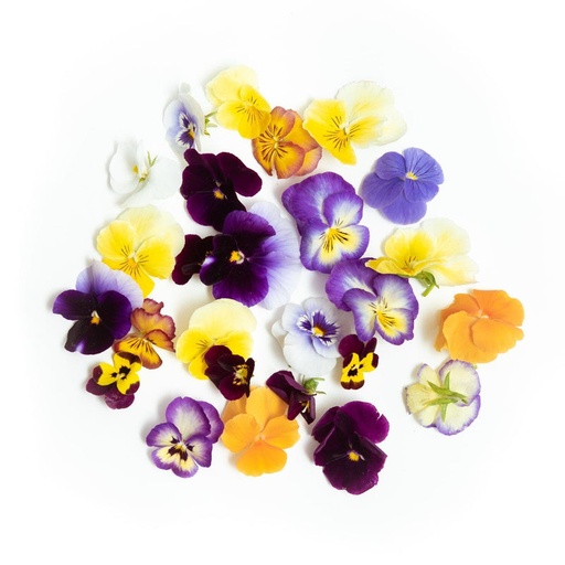 EDIBLE FLOWER PANSY