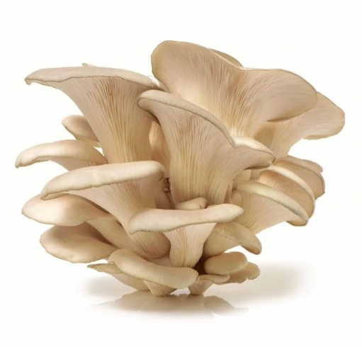 MUSHROOM OYSTER 