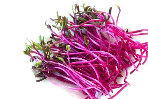 BEETROOT SPROUTS