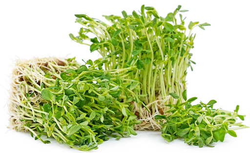 PEA SHOOT MICRO CRESS