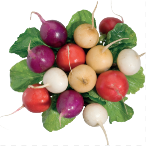 RADISH MULTICOLOUR