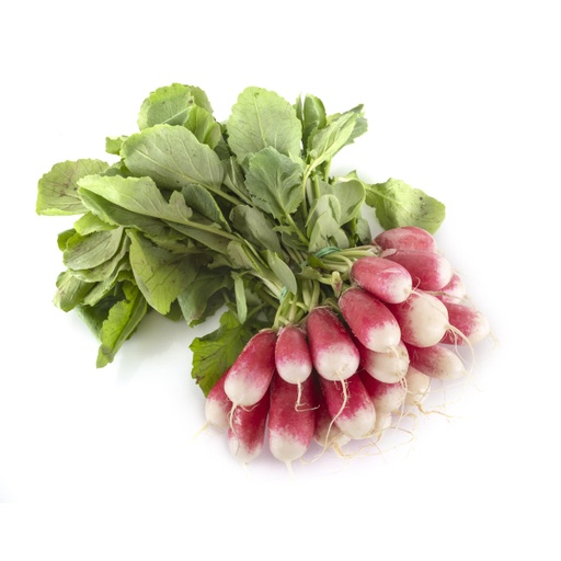 RADISH LONG 