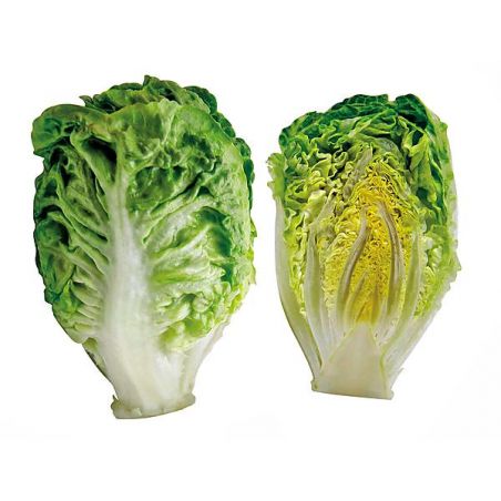 LETTUCE COS