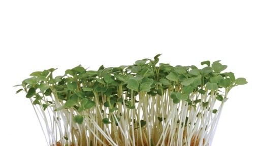 RUCOLA MICRO CRESS