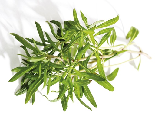 SUMMER SAVORY