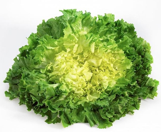 LETTUCE SCAROLE