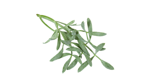 SEA FENNEL