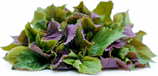 CRESS SHISO