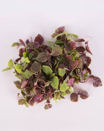 CRESS SHISO MIXED