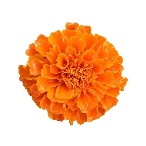 FLOWER MARIGOLD 