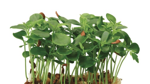 TAHOON MICRO CRESS