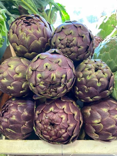 ARTICHOKE PURPLE 