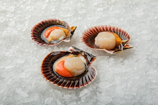 SCALLOPS WITH ROE IN SHELL