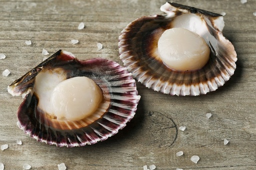 SCALLOPS WITH SHELL WITHOUT ROE