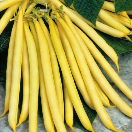 YELLOW BEAN