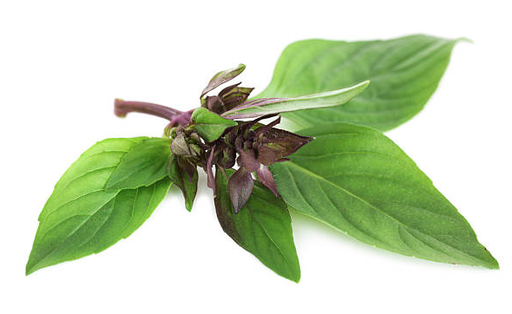 THAI BASIL