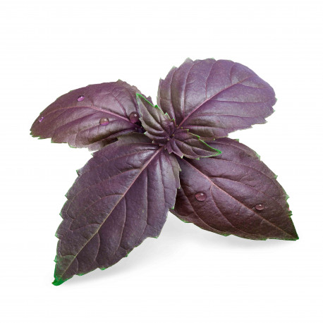 PURPLE BASIL