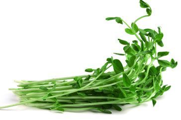 SNOW PEA SHOOTS