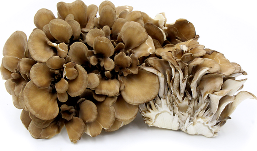 MAITAKE MUSHROOM / HEN OF THE WOOD