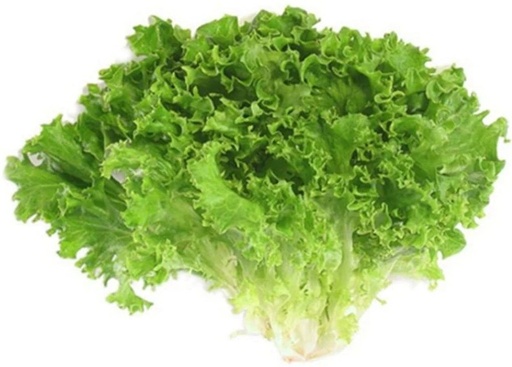 LETTUCE LOLLO VERDE