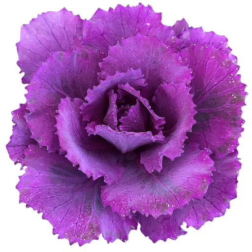 PURPLE KALE