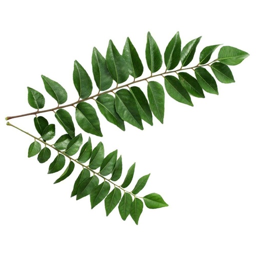 CURRY LEAF