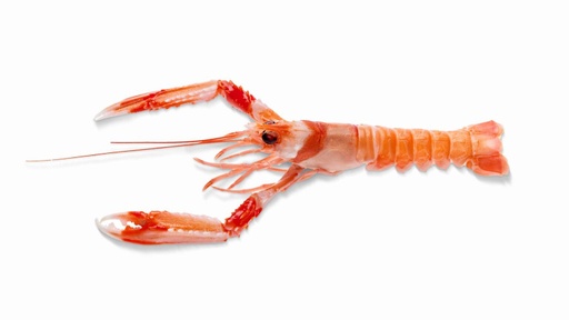 MEDITERRANEAN LANGOUSTINE SCAMPI 10-15 FROZEN (~ 5KG) (HISPAMARE)