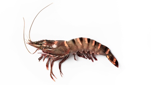 WILD JUMBO TIGER PRAWN 8/12 FROZEN (~1KG) (HISPAMARE)